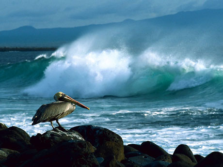 Isole Galapagos